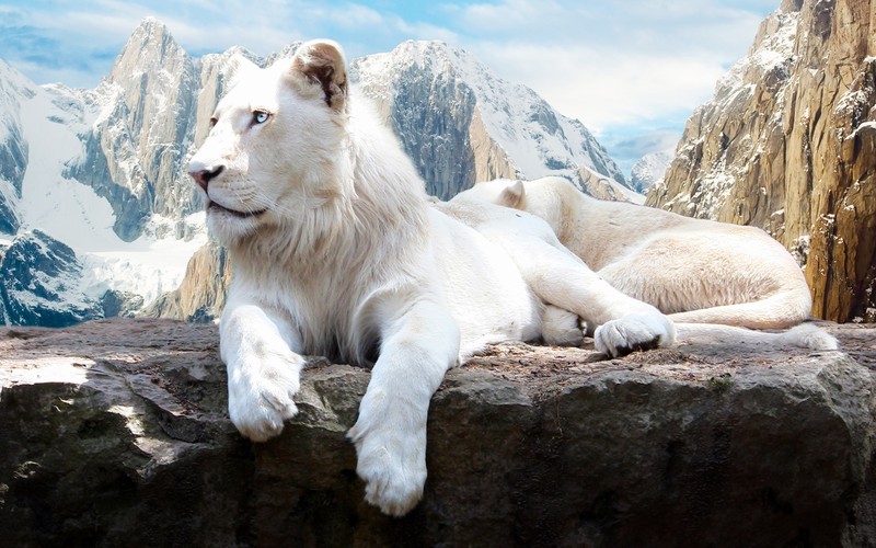 lion, snow, white, animals