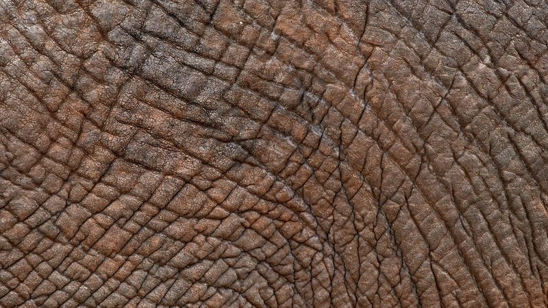 leather, texture, folds, wrinkles, surface, 4k