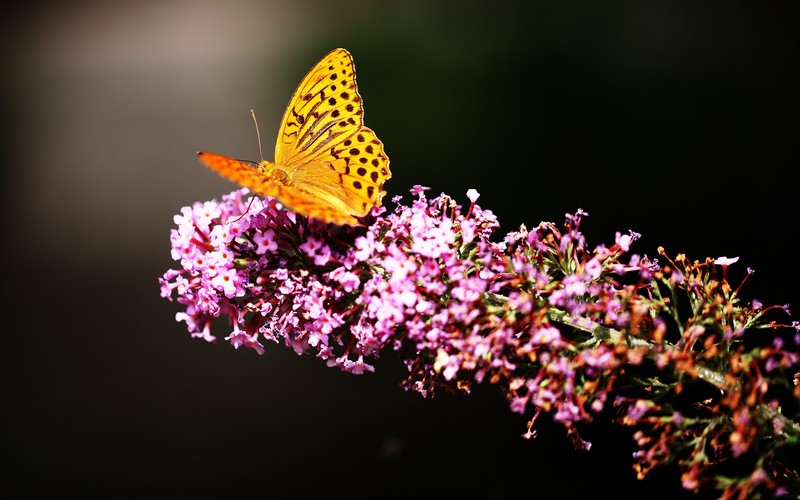butterfly, animals, garden
