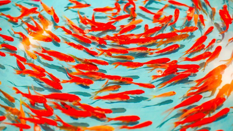 fish, red, water, swim, 4k