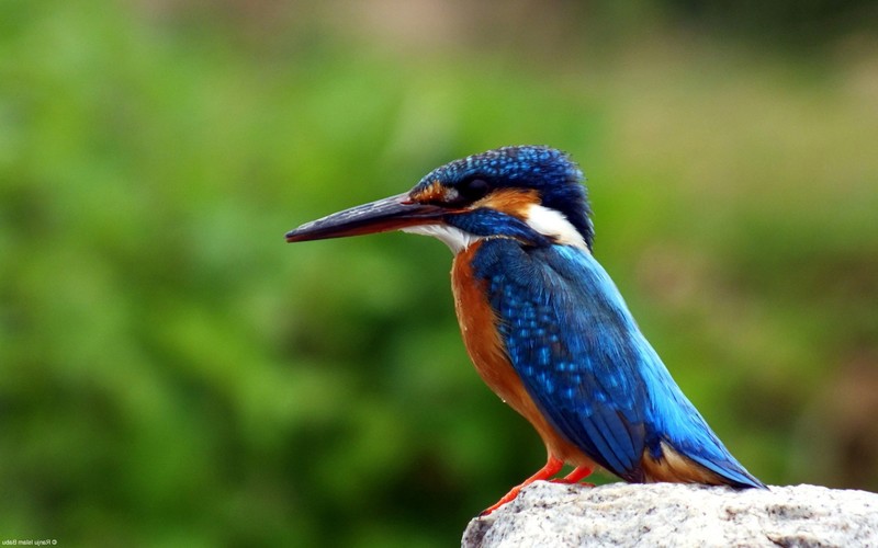 kingfisher, birds