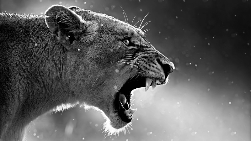lion, animals, roar, forest, king