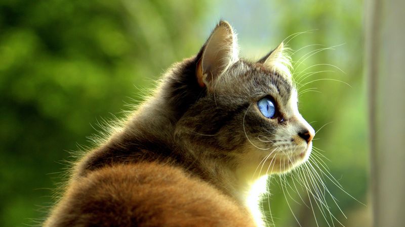 cat, pet, glance, profile, 4k