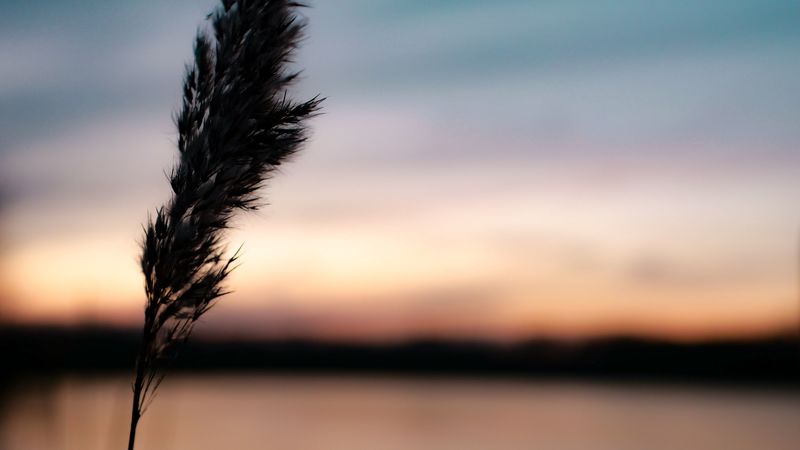 plant, spikelet, macro, dark, dusk, 4k