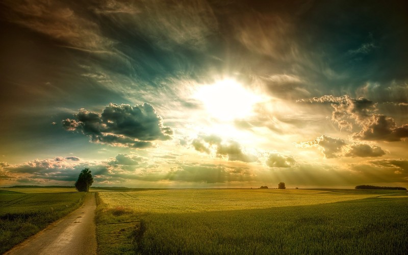 sunny, fields, nature