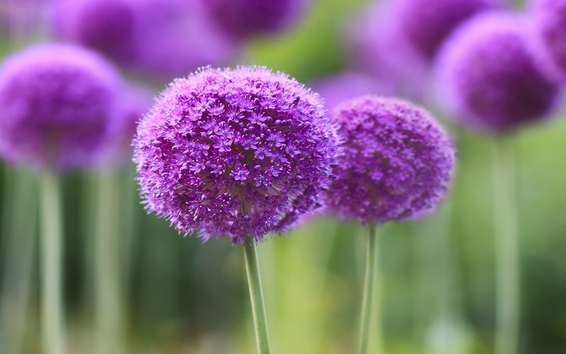 purple, flowers
