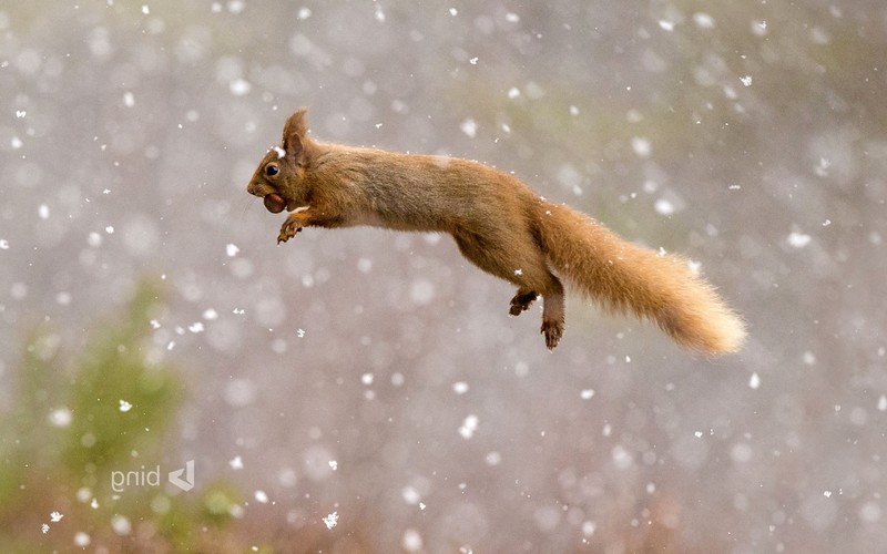 squirreles, animals