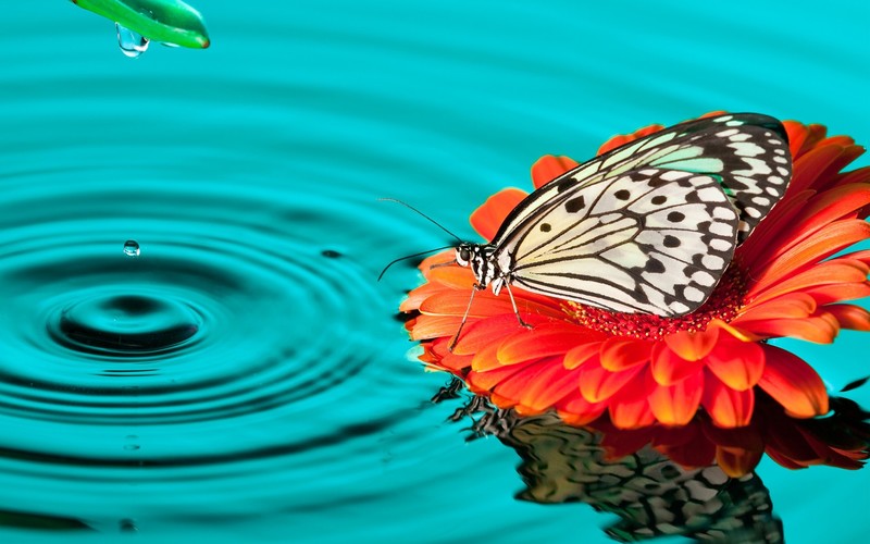 butterfly, drops, nature