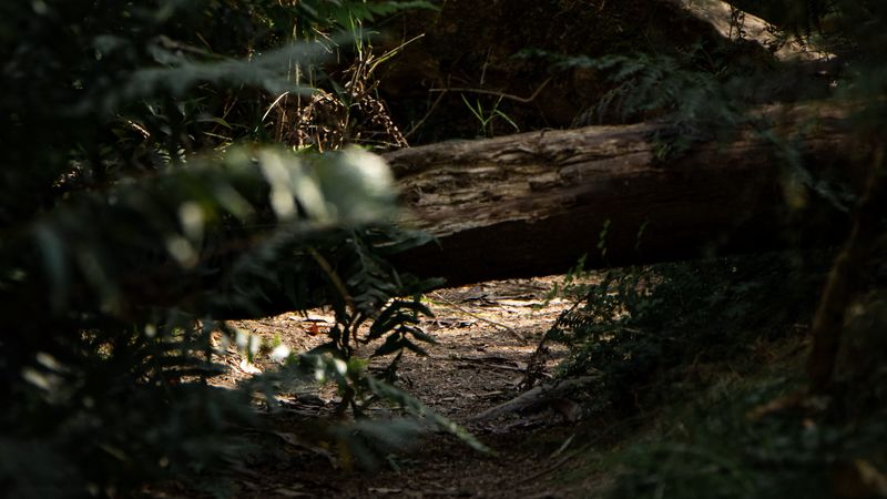 forest, path, log, bushes, nature, 4k