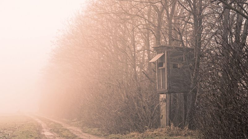 shack, trees, fog, nature, 4k
