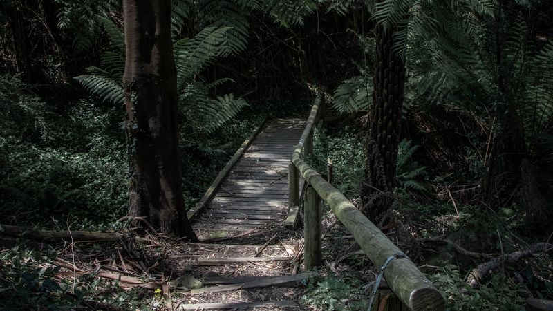 forest, path, bridge, trees, fern, 4k
