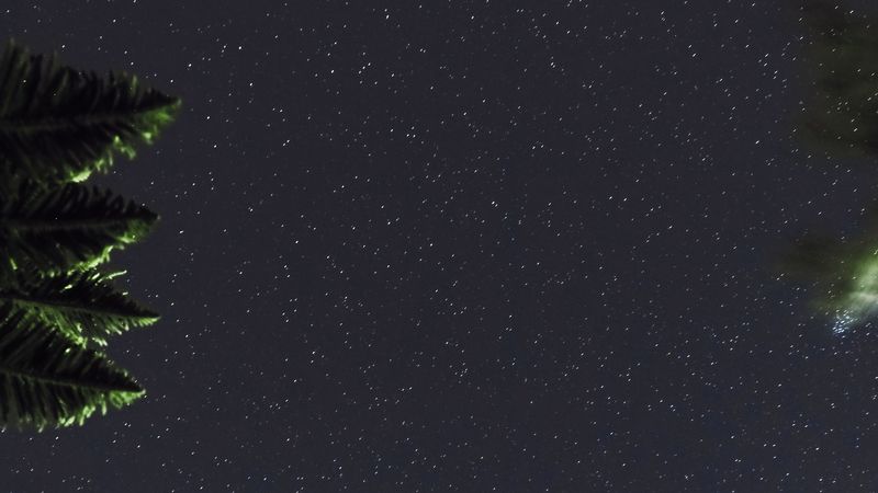 starry sky, branches, leaves, night, dark, 4k