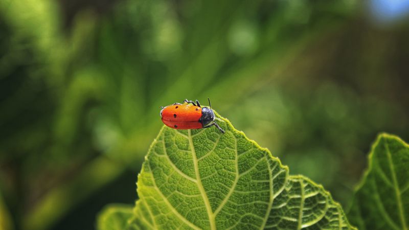bug, leaf, macro, insect, red, 4k