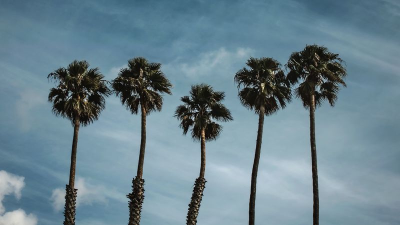 palm trees, sky, clouds, tropics, 4k
