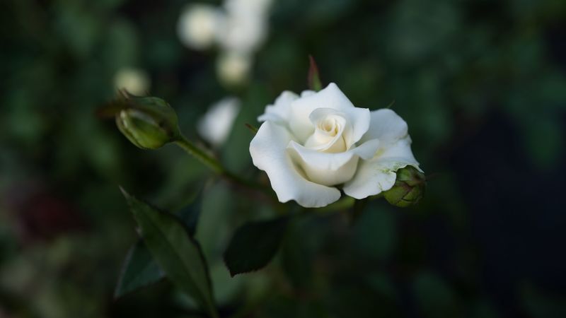 rose, white, flower, buds, bloom, 4k