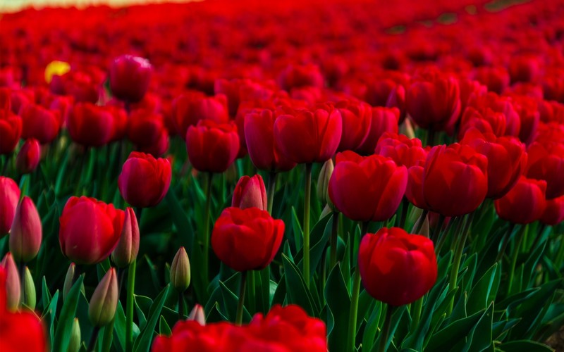rose, garden, flowers