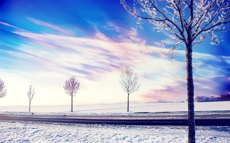 snow, winter, trees, nature