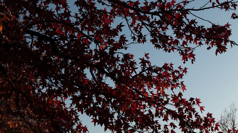 maple, tree, branches, leaves, red, 4k