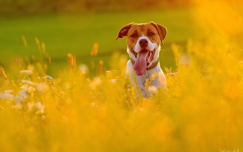 dog, field, animals