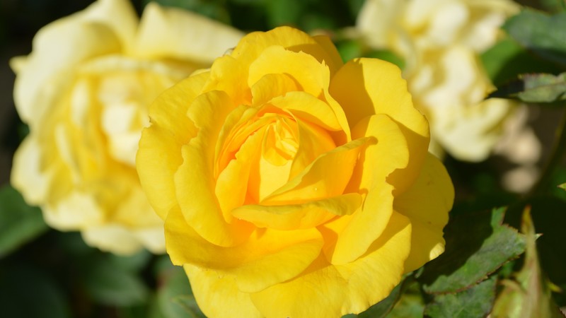 rose, flowers