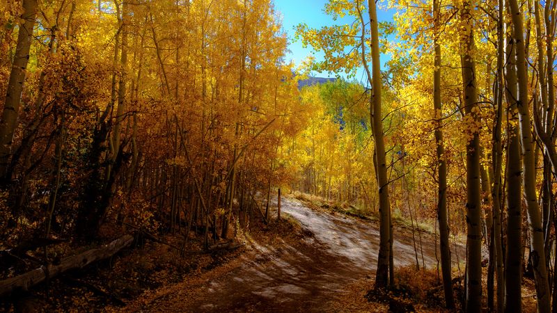 forest, trail, autumn, mountains, landscape, 4k