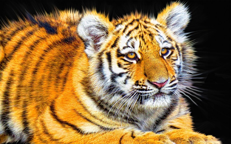 tiger, cub, animals