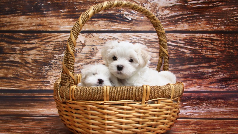 maltese, dog, animals