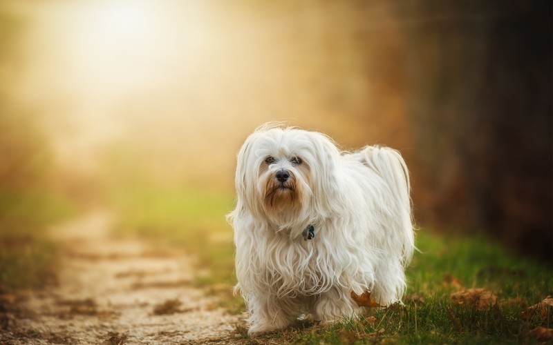 animals, havanese, dog