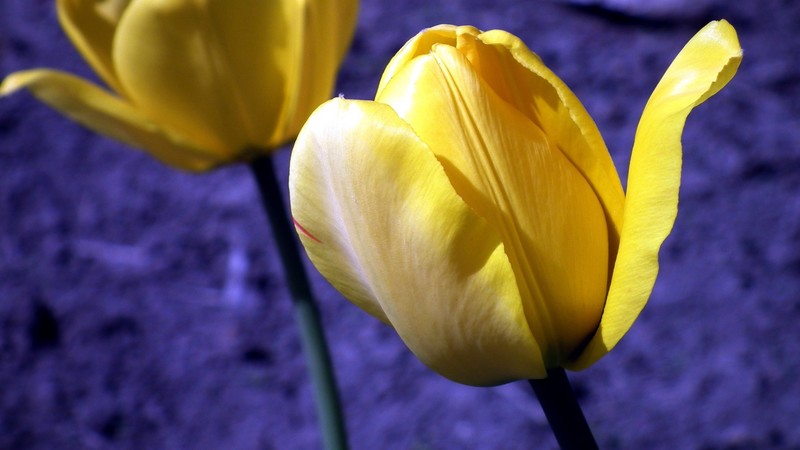 flowers, tulip