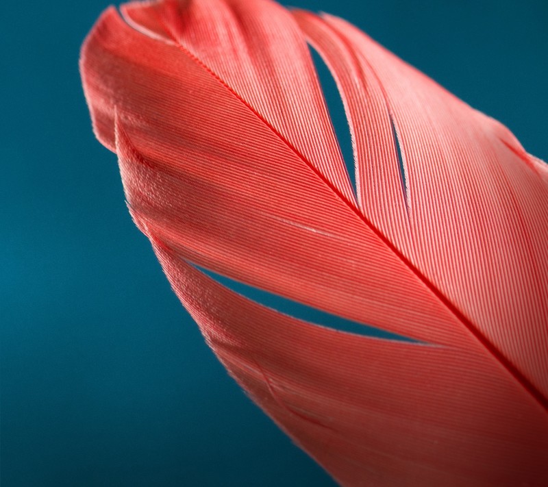 feather, macro, photography, birds