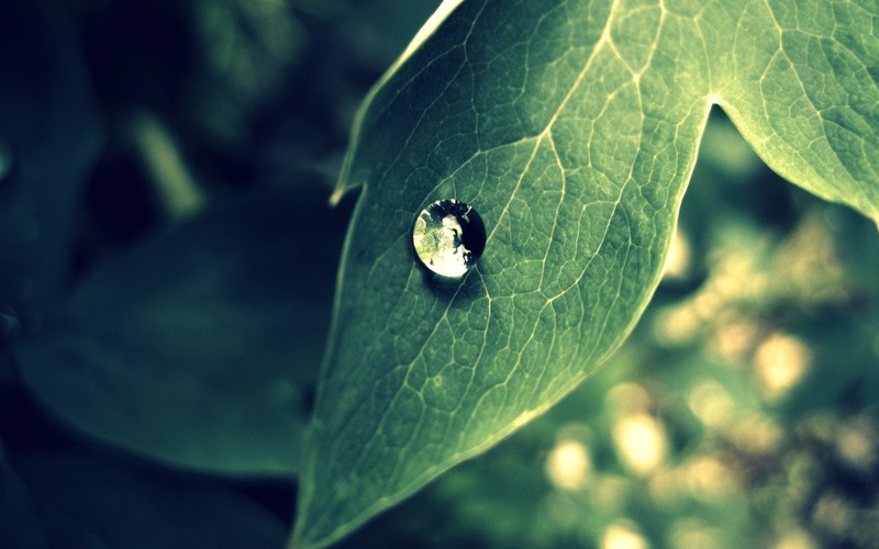 nature, photography