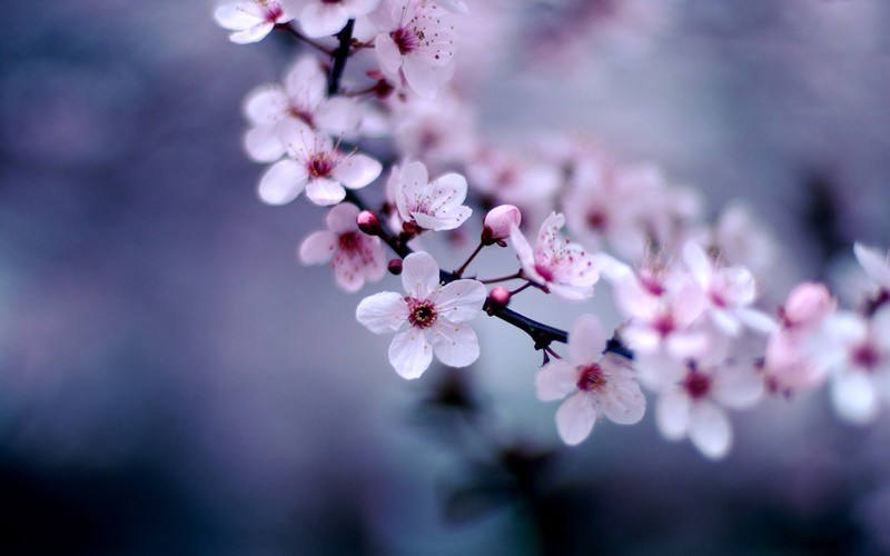 nature, flowers