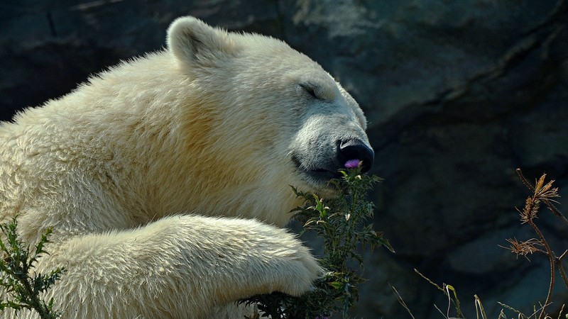 polar bear, animals, cute