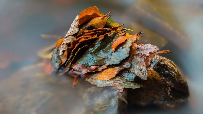 nature, leaves