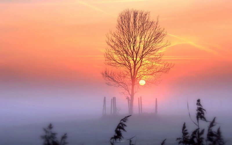 sunset, tree, nature