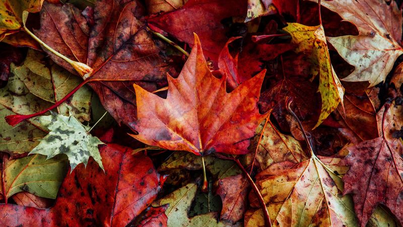leaves, autumn, fallen, dry, 4k