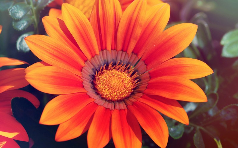 spring, nature, sunflower, flowers