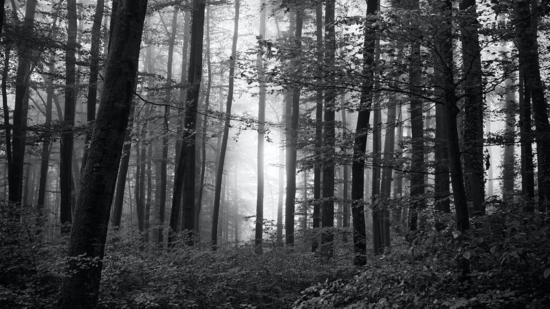 forest, trees, bw, bushes, rays, 4k
