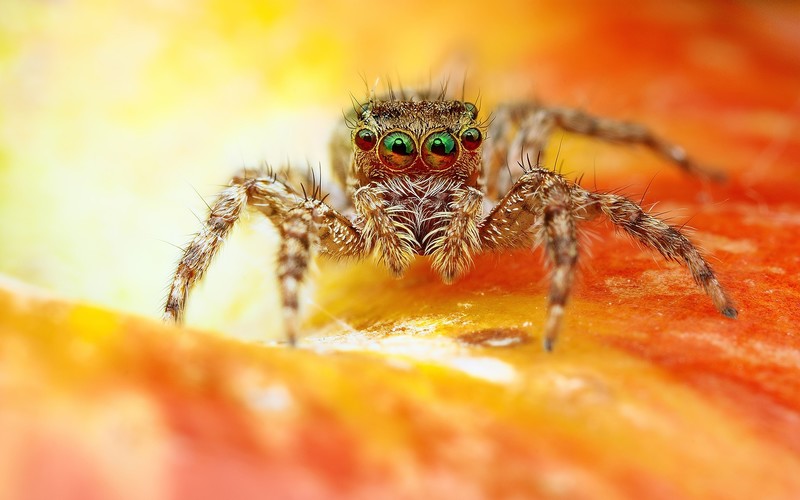 macro, spider, animals
