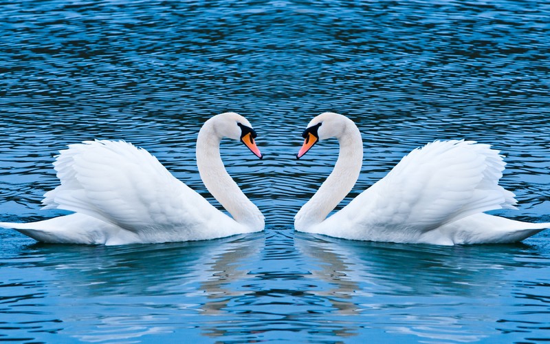 swan, birds, love, couple
