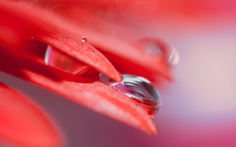 red, leaf, drops, nature
