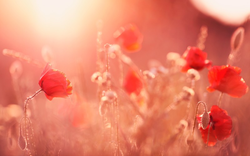 flowers