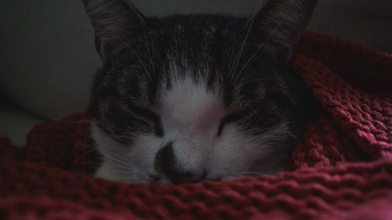 cat, sleep, blanket, pet, 4k