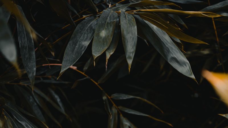 leaves, branches, plant, green, 4k