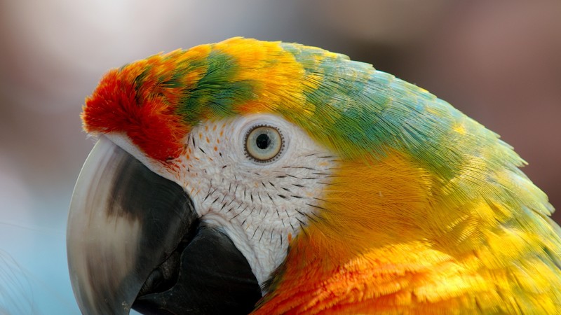 parrot, macaw, birds