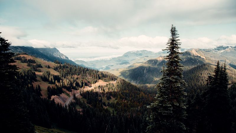 spruce, tree, hills, relief, 4k