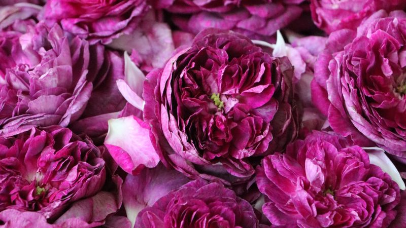 roses, flowers, pink, bloom, 4k