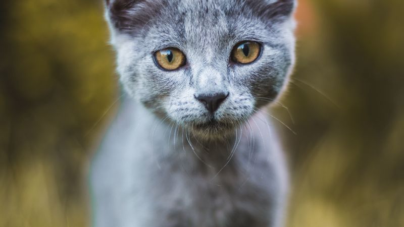 cat, gray, glance, pet, 4k