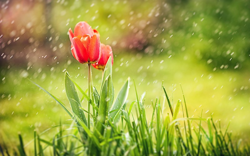 tulip, rain, nature, flowers