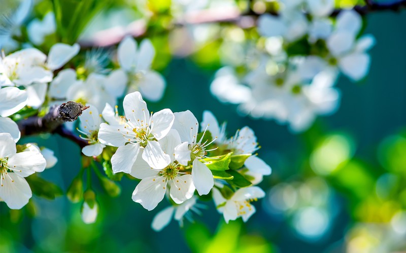 apple, flowers, nature